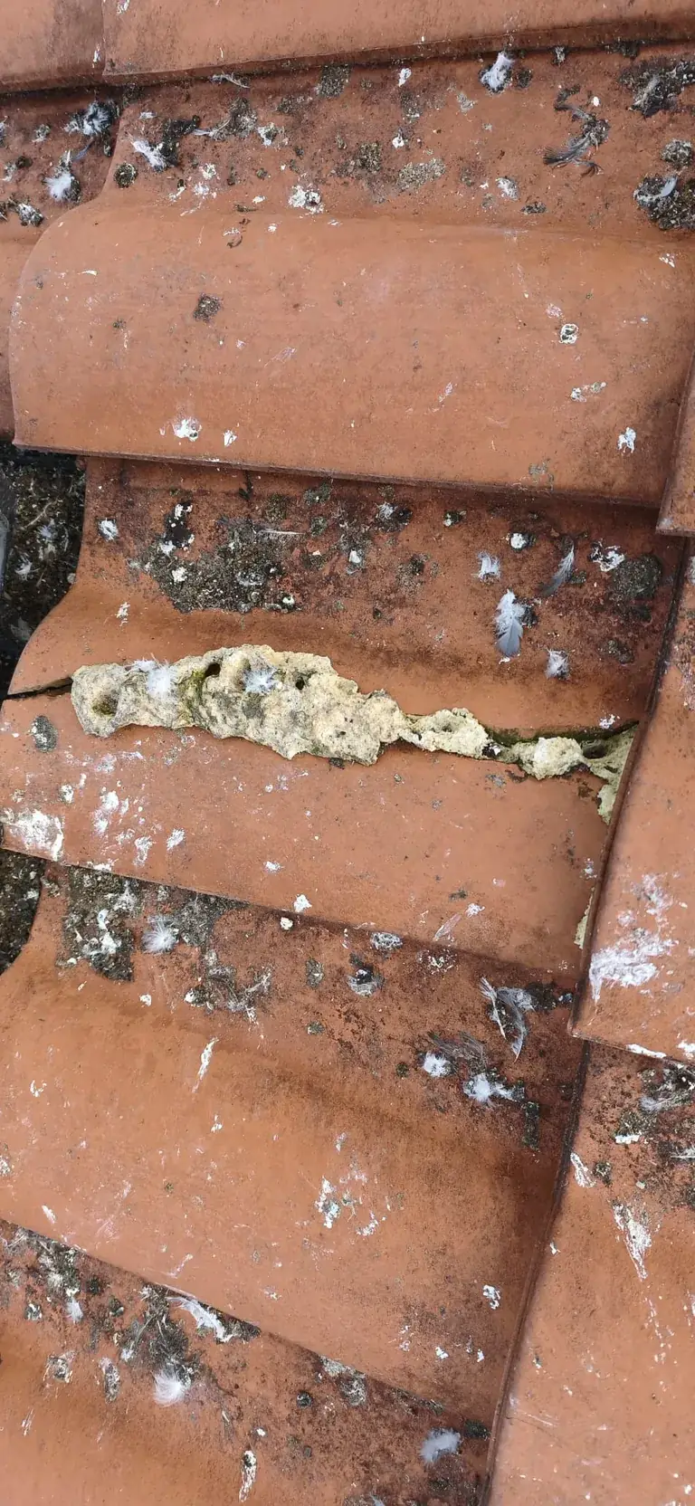 Réparation de toiture en cours par Toit des Dômes (17) — vue rapprochée